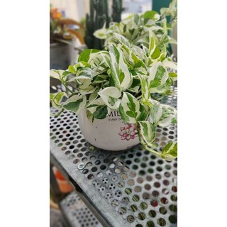 Một bầu nhỏ trầu bà cẩm thạch var lá nhỏ trang trí nhà cửa