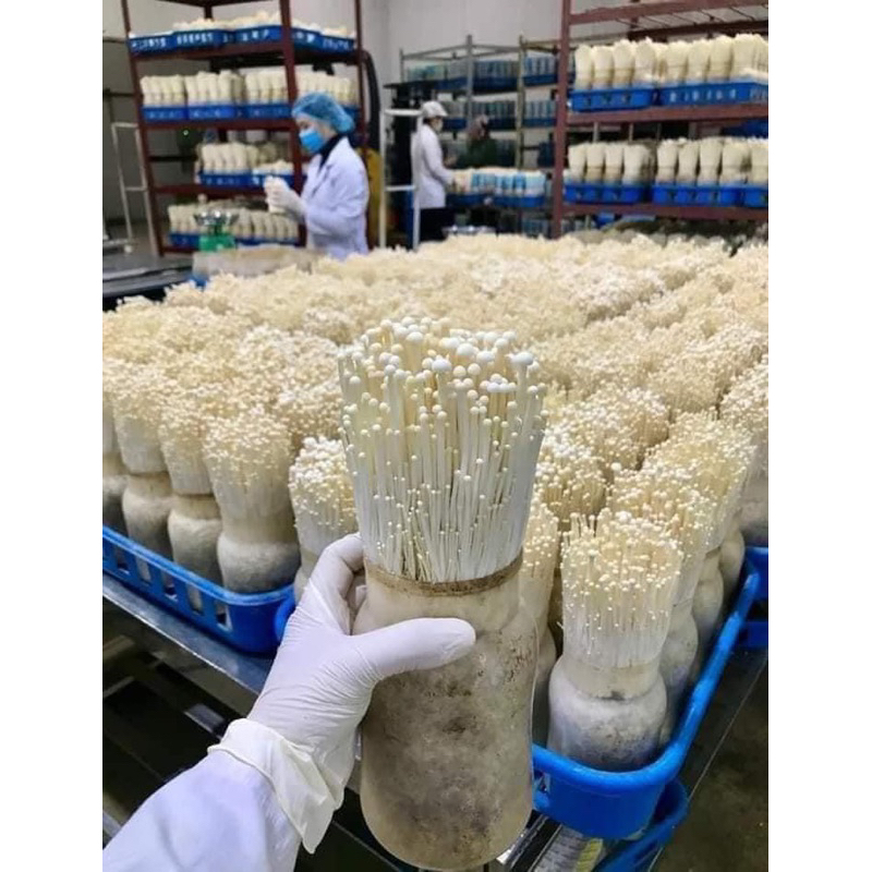 Nấm kim châm tươi ngon