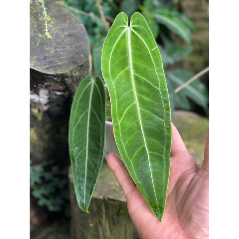 Anthurium queen lá hiện tại khoảng 23cm rất đẹp