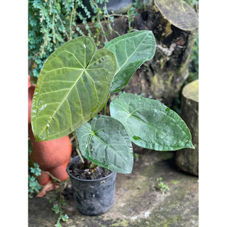 Anthurium papi x lá lớn lá non đỏ đang up size