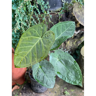 Anthurium papi x lá lớn lá non đỏ đang up size