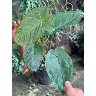 Anthurium papi x lá lớn lá non đỏ đang up size