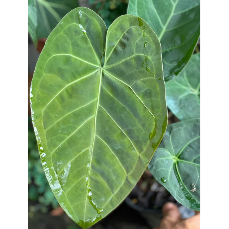 Anthurium papi x lá lớn lá non đỏ đang up size