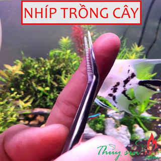Nhíp trồng cây thủy sinh INOX|Nhíp tước lá|Nhíp tách ngọn