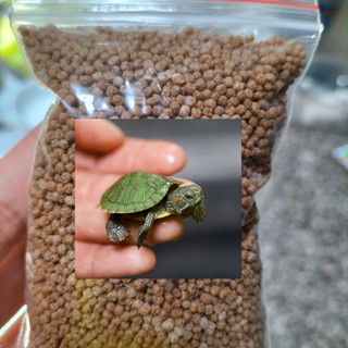 20G Cám Rùa Nước,Cá Cảnh Chất Lượng Cao,Kích Màu,Kích Size