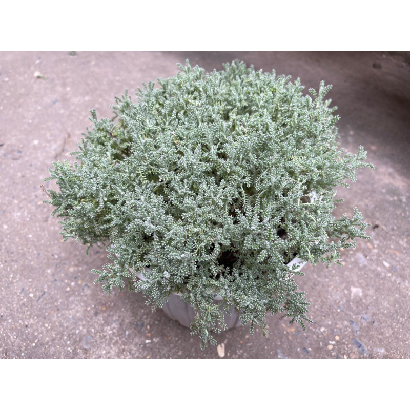 Santolina/cotton lavender