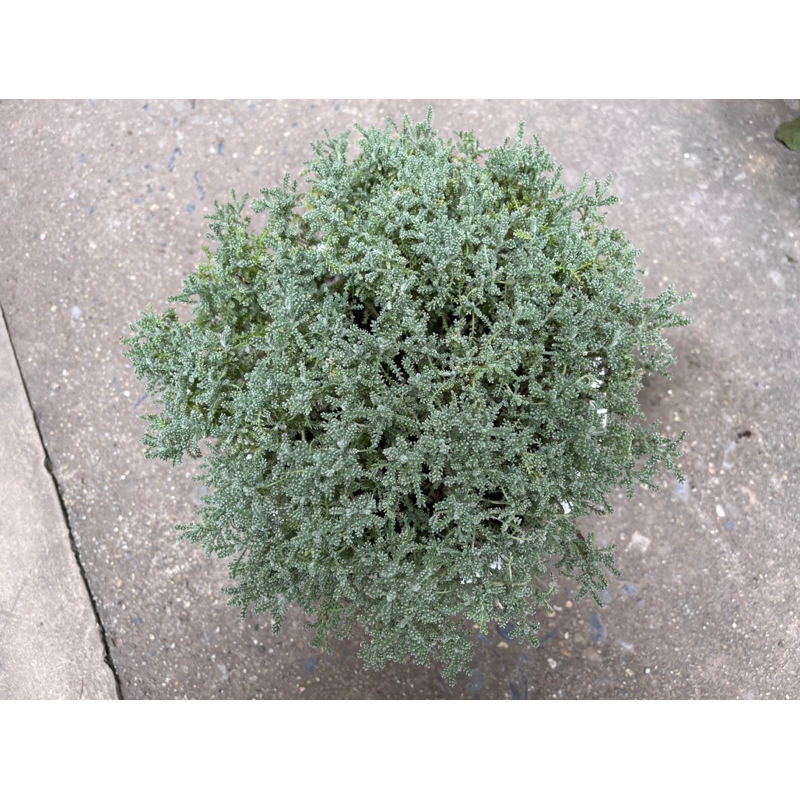 Santolina/cotton lavender