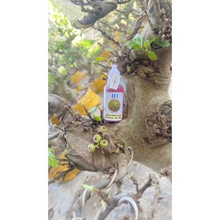 thuốc kích ra quả