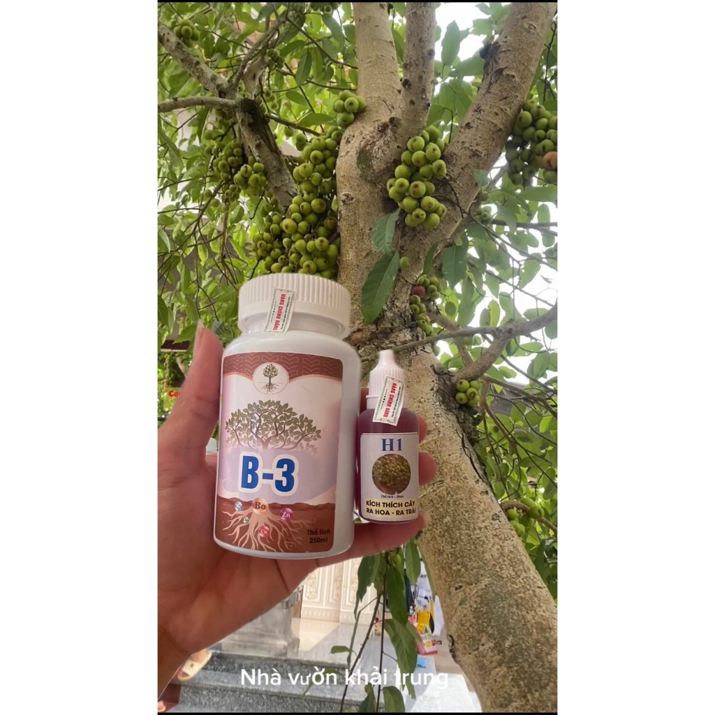 Chế phẩm b3 và h1