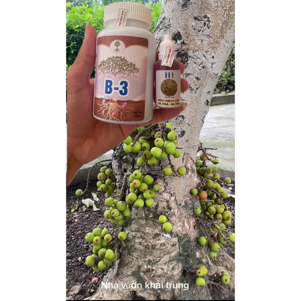 Chế phẩm b3 và h1