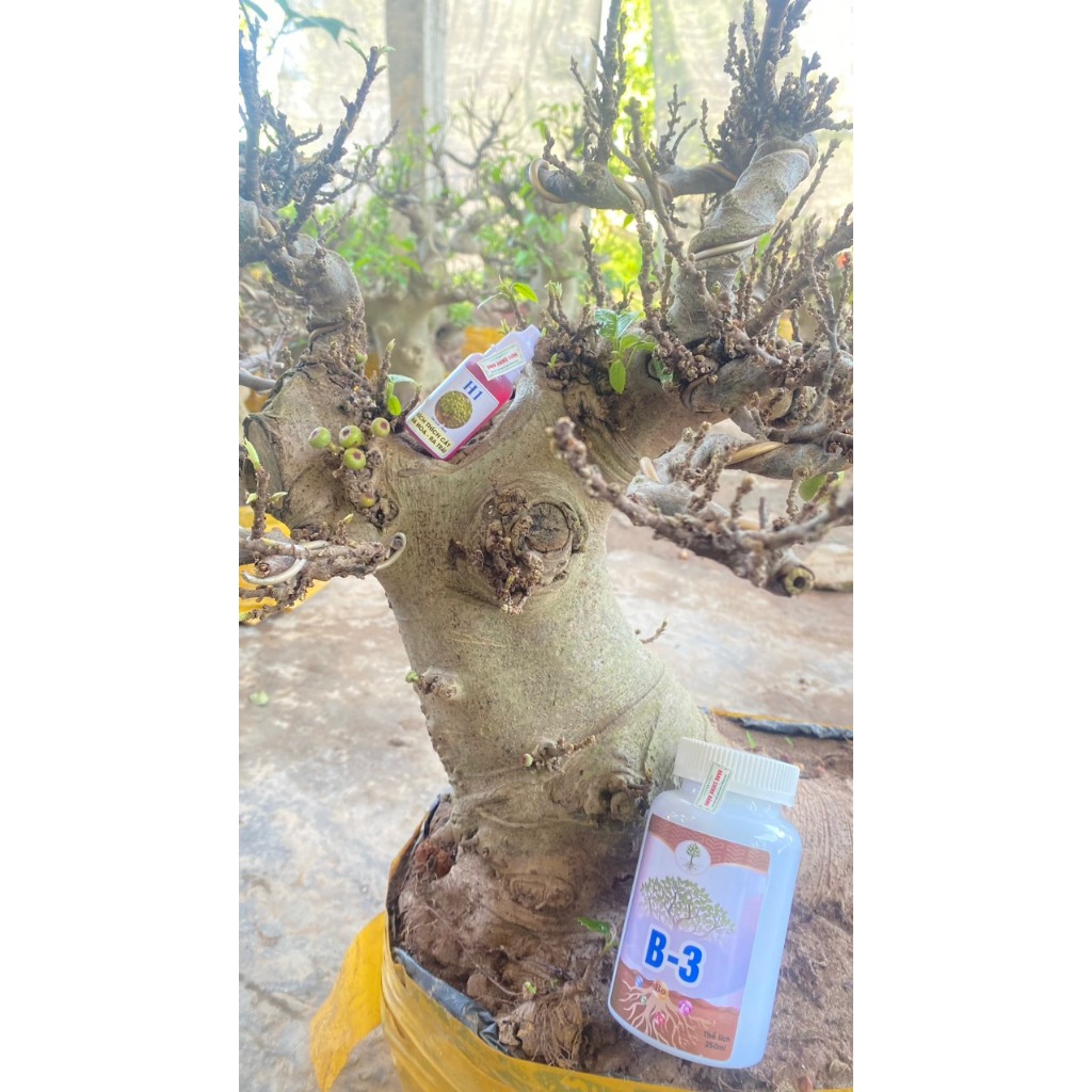 Chế phẩm b3 và h1