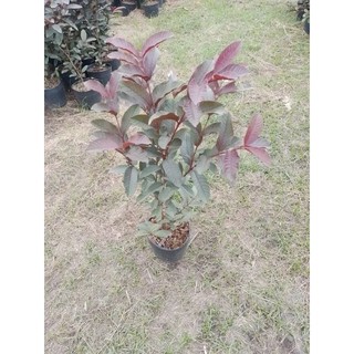 cây ổi tím malaysia cây bầu to cây đẹp.