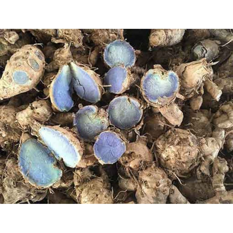 nghệ đen(nghệ xanh.nghệ tím) 10 củ làm giông