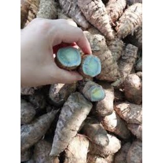 nghệ đen(nghệ xanh.nghệ tím) 10 củ làm giông