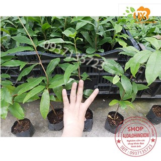 COMBO 5 CÂY MAI VÀNG GIỐNG