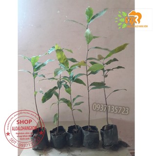 COMBO 5 CÂY MAI VÀNG GIỐNG