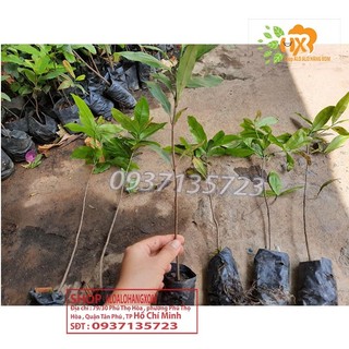 COMBO 5 CÂY MAI VÀNG GIỐNG