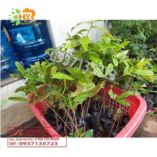 COMBO 5 CÂY MAI VÀNG GIỐNG