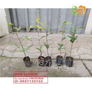 COMBO 5 CÂY MAI VÀNG GIỐNG