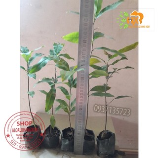 COMBO 5 CÂY MAI VÀNG GIỐNG