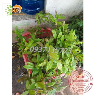 COMBO 5 CÂY MAI VÀNG GIỐNG
