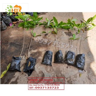 COMBO 5 CÂY MAI VÀNG GIỐNG