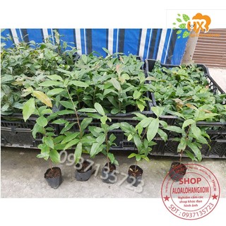 COMBO 5 CÂY MAI VÀNG GIỐNG