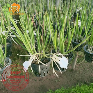cây lan nữ hoàng bóng đêm-cây trưởng thành