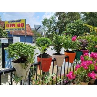 Chậu kẹp lan can cỡ lớn kt 30cmx30cmH kẹp được tay lan can 90 đến 95cm