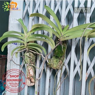 cây lan ngọc điểm rừng trồng khúc gỗ