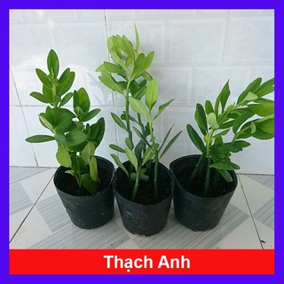Cây Thạch Anh cao 25 đến 35cm - cây dược liệu