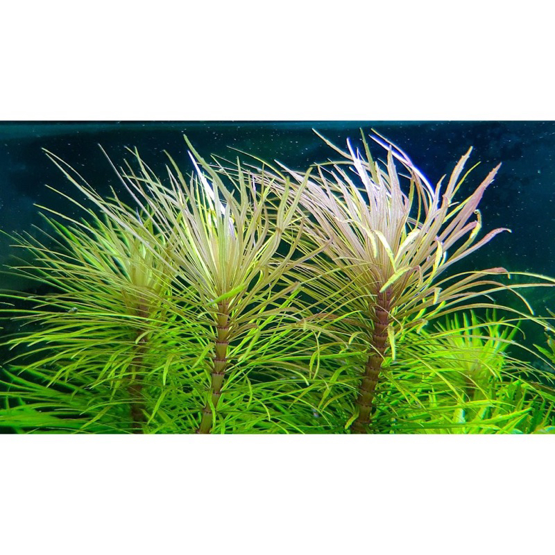 DỪA NHẬT THỦY SINH-40k/12NGỌN