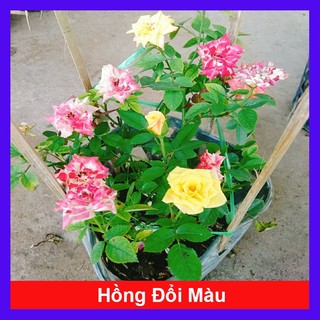 Hồng đổi màu ( Hồng ba màu ) - cây cảnh để bàn