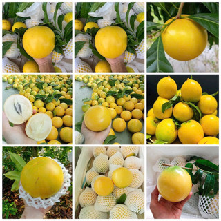 Vú sữa hoàng kim vàng óng ánh ,rất ngon đây