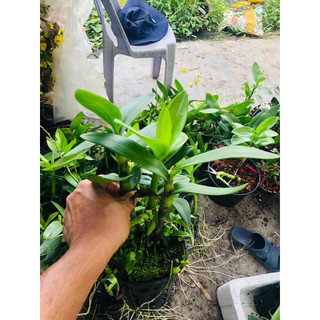 Hoa lan denro vàng tia có ngồng