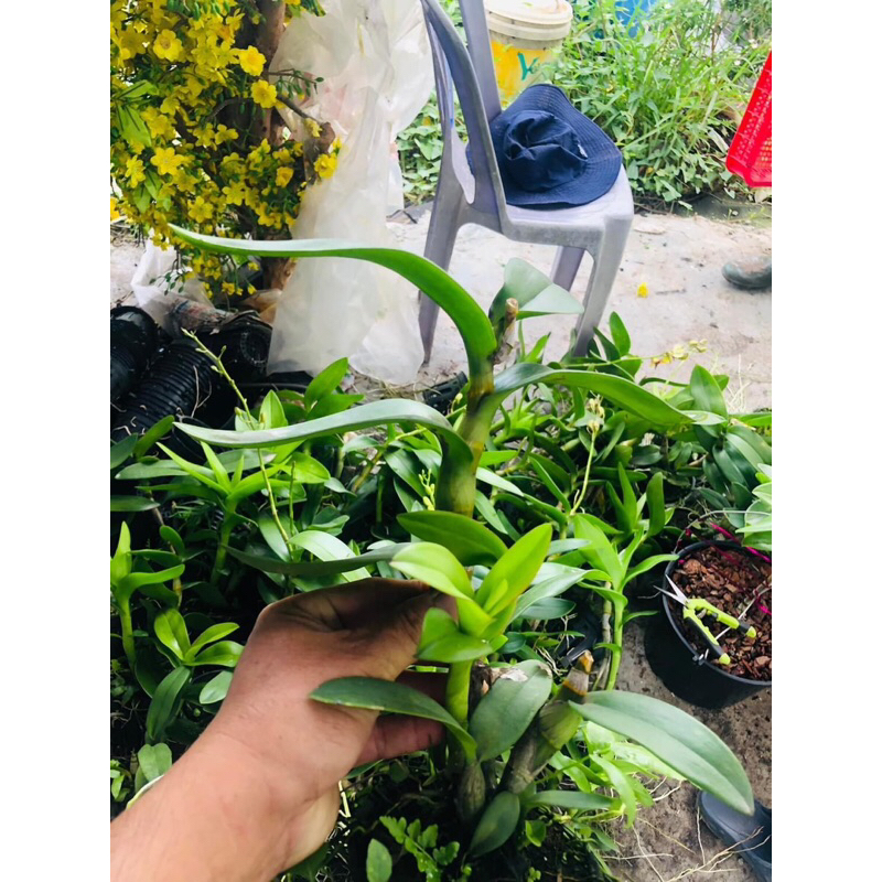 Hoa Lan Denro Vàng Tia