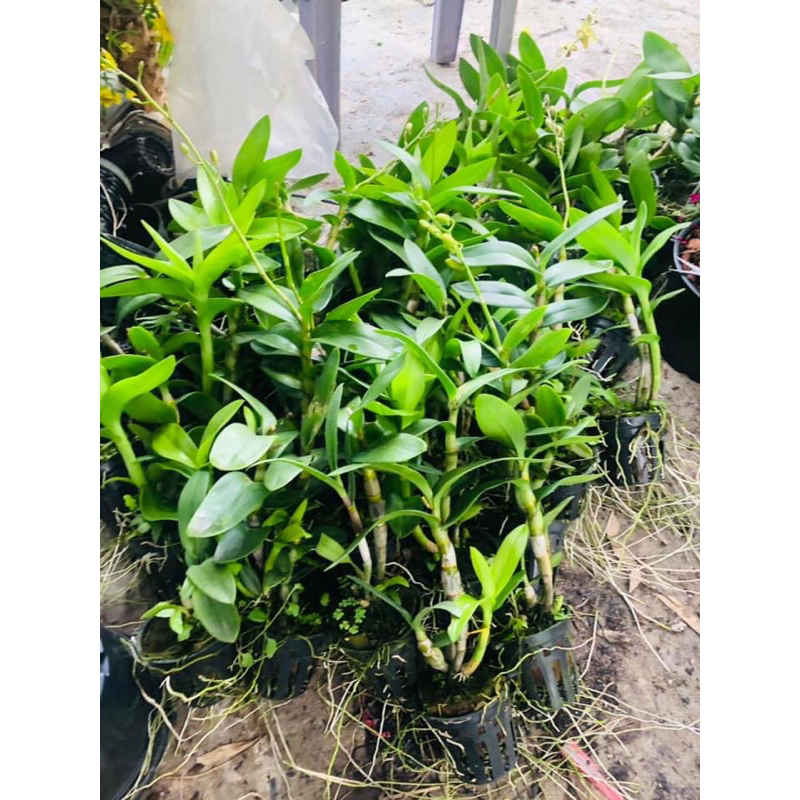 Hoa Lan Denro Vàng Tia