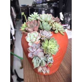 Chậu đất nung xẻ size 20cm * 14cm - trồng xương rồng , sen đá, decor quán...