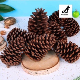 Quả thông mài răng, trang trí lồng cho hamster, sóc.