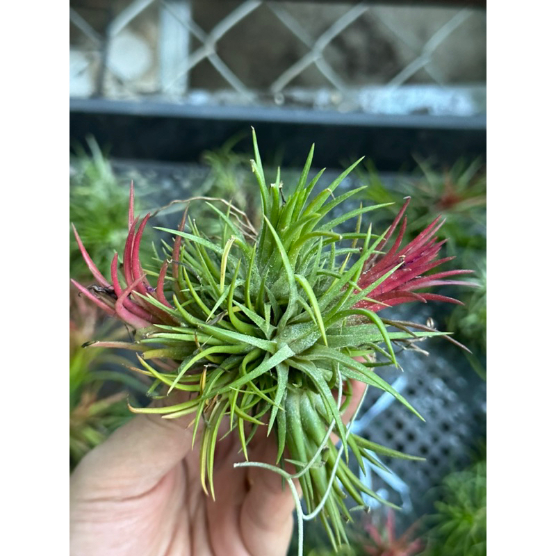 ChùmKhông khí kim yến Feugo màu đỏ trang trí lũa, tiểu cảnh, bán cạn