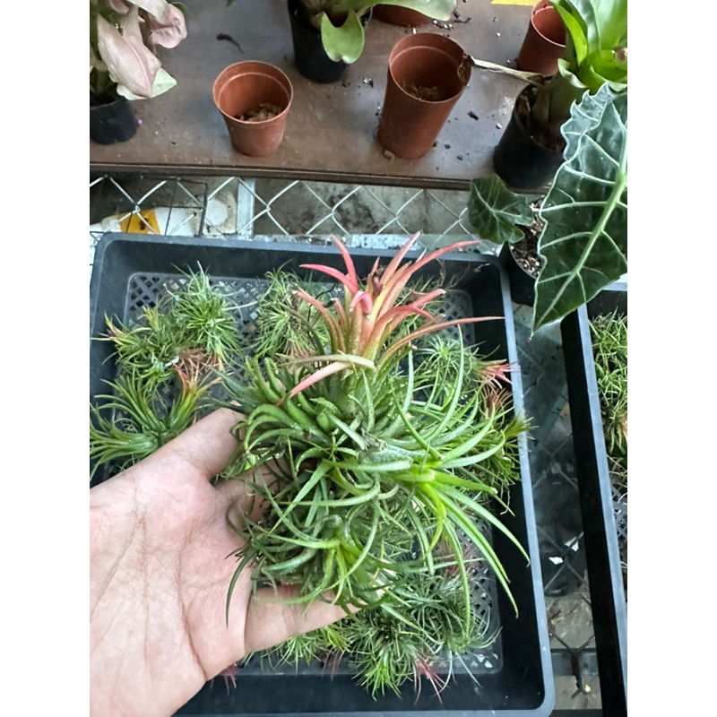 ChùmKhông khí kim yến Feugo màu đỏ trang trí lũa, tiểu cảnh, bán cạn