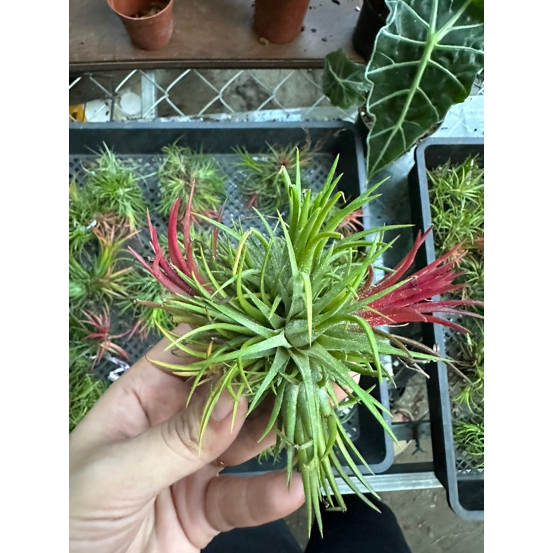 ChùmKhông khí kim yến Feugo màu đỏ trang trí lũa, tiểu cảnh, bán cạn