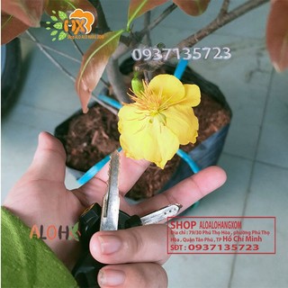 Cây mai giảo từ 6-12 cánh