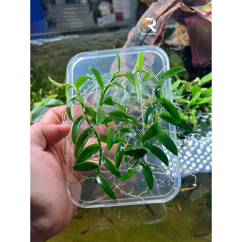 RÁY DÂY LEO THUỶ SINH