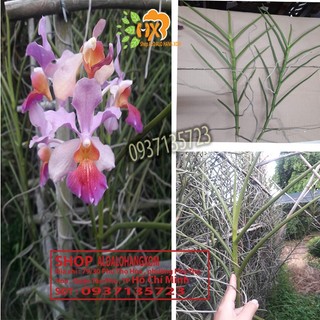 COMBO 3 CÂY lan Vanda cây con lá hình tròn trụ - Vanda lá kim