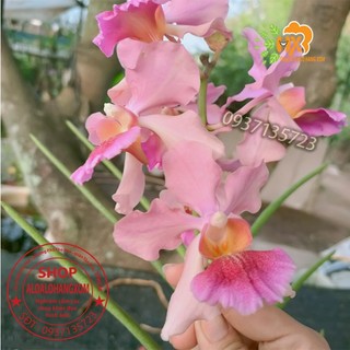 cây lan Vanda cây giống lá hình tròn trụ - Vanda lá kim-combo 3 cây