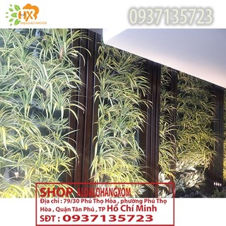 CÂY DỨA SỌC VÀNG -DỨA THÁI-DỨA VẠN PHÁT