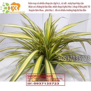 CÂY DỨA SỌC VÀNG -DỨA THÁI-DỨA VẠN PHÁT