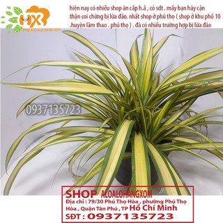 CÂY DỨA SỌC VÀNG -DỨA THÁI-DỨA VẠN PHÁT