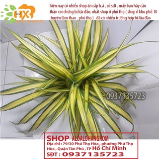 CÂY DỨA SỌC VÀNG -DỨA THÁI-DỨA VẠN PHÁT